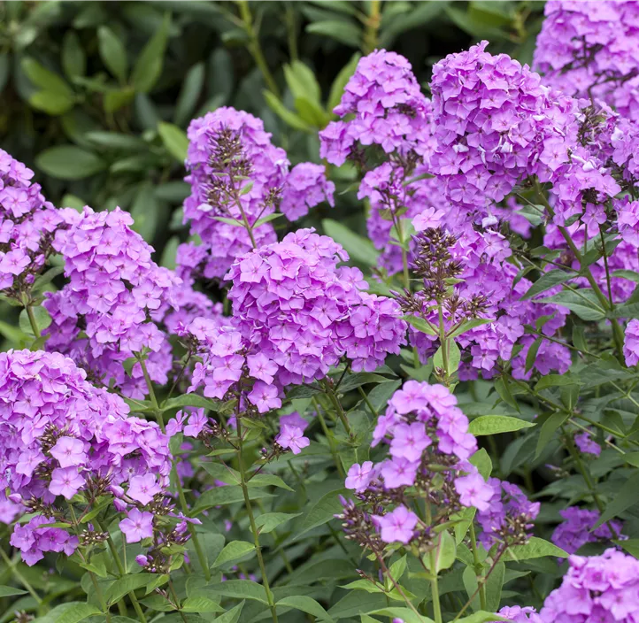 Hohe Flammenblume Hohe Flammenblume