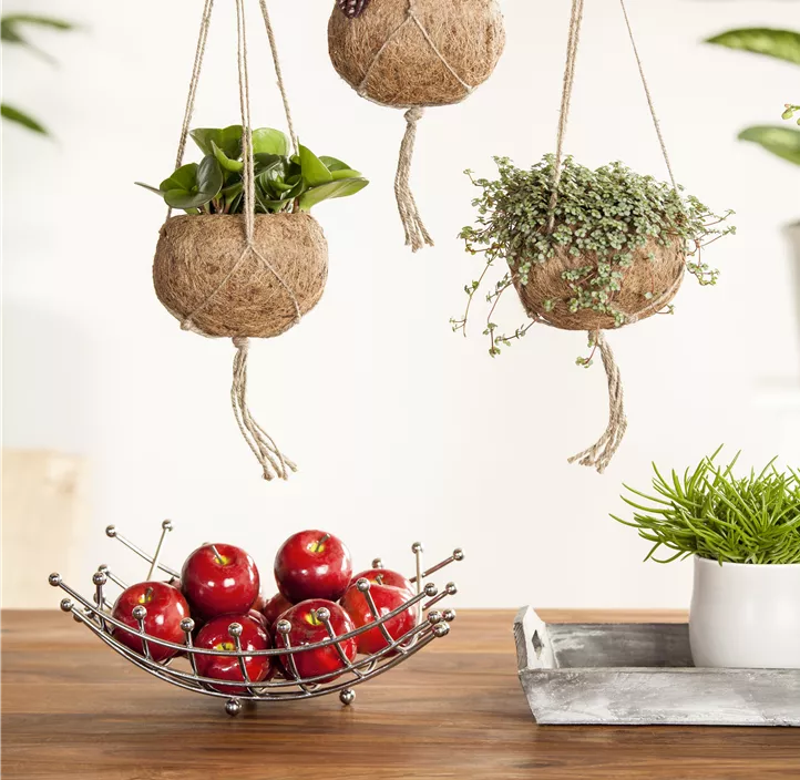 Kanonierblume Kanonierblume