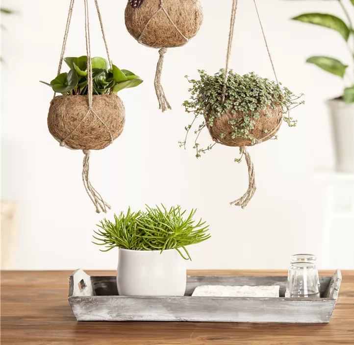 Greiskraut 'Himalaya' Greiskraut 'Himalaya'