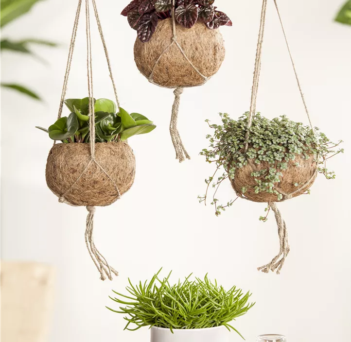 Greiskraut 'Himalaya' Greiskraut 'Himalaya'