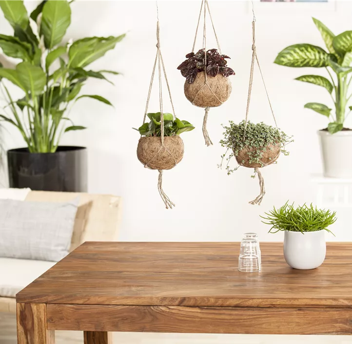 Greiskraut 'Himalaya' Greiskraut 'Himalaya'