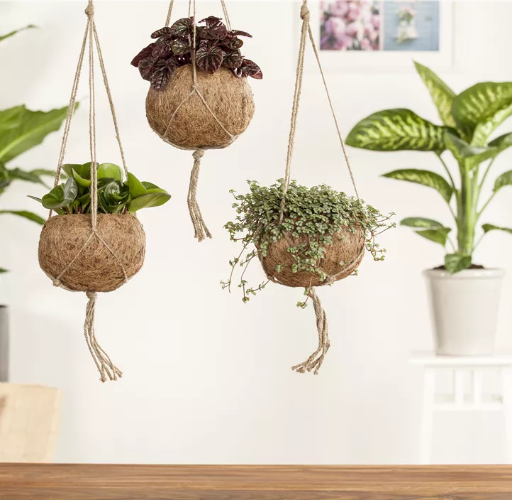 Kanonierblume Kanonierblume