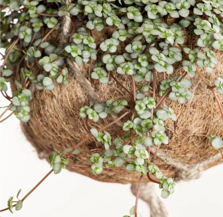 Kanonierblume Kanonierblume