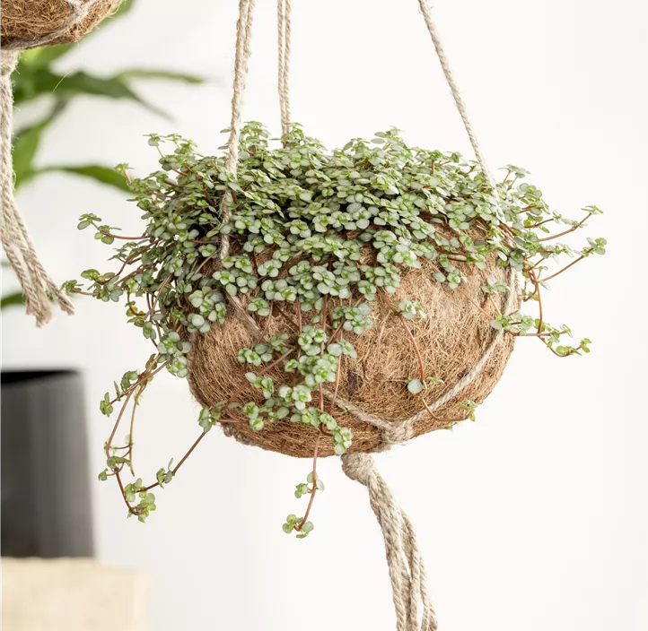 Kanonierblume Kanonierblume