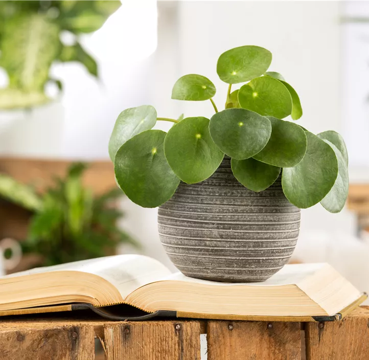 Glückstaler Glückstaler