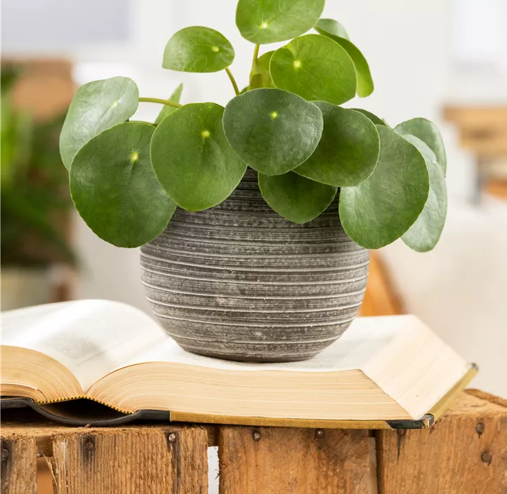 Glückstaler Glückstaler