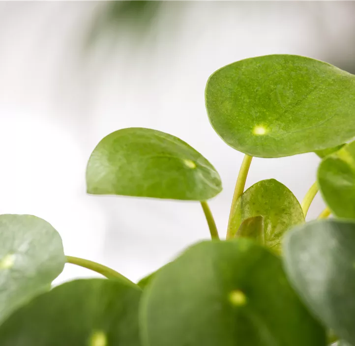 Glückstaler Glückstaler