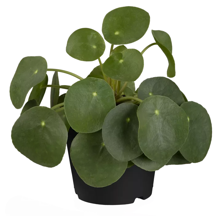 Glückstaler Glückstaler