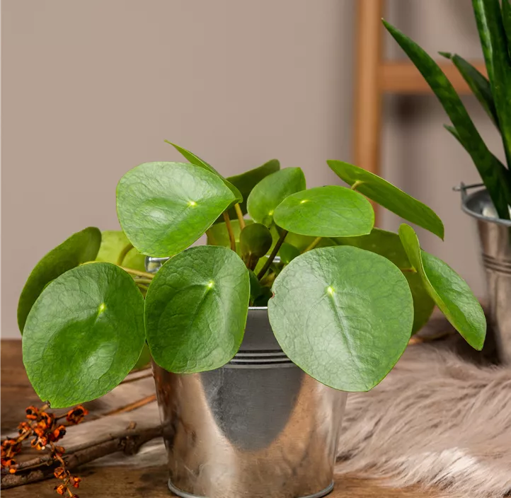 Glückstaler Glückstaler