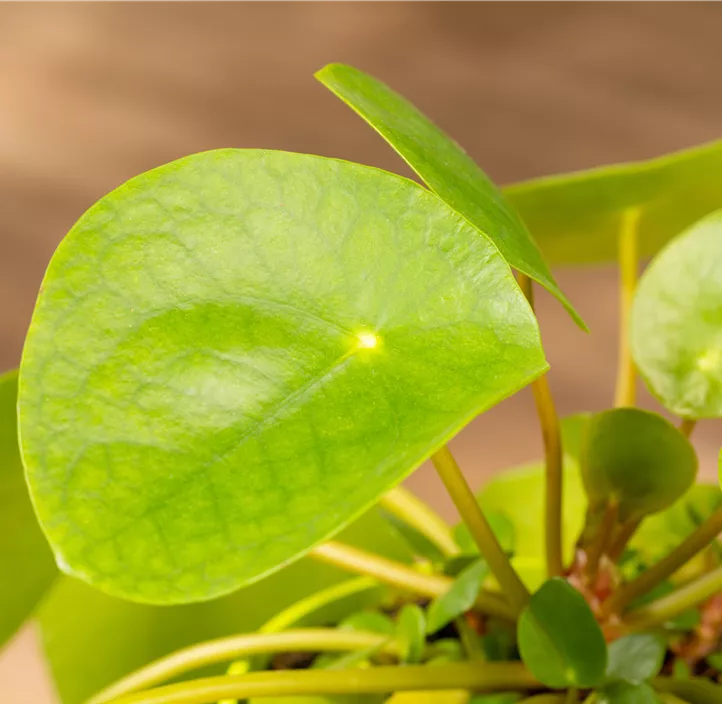 Glückstaler Glückstaler