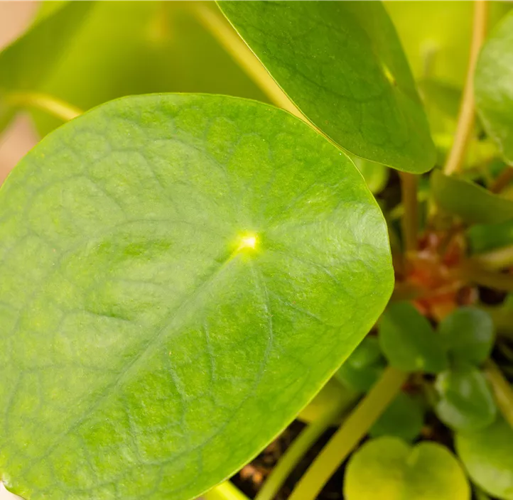 Glückstaler Glückstaler