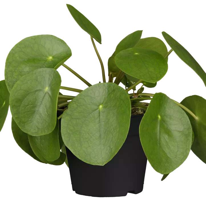 Glückstaler Glückstaler