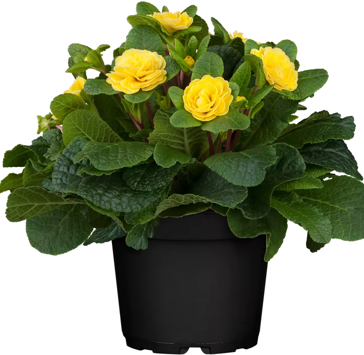 Kissen-Primel BELARINA