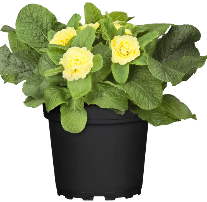 Kissen-Primel BELARINA