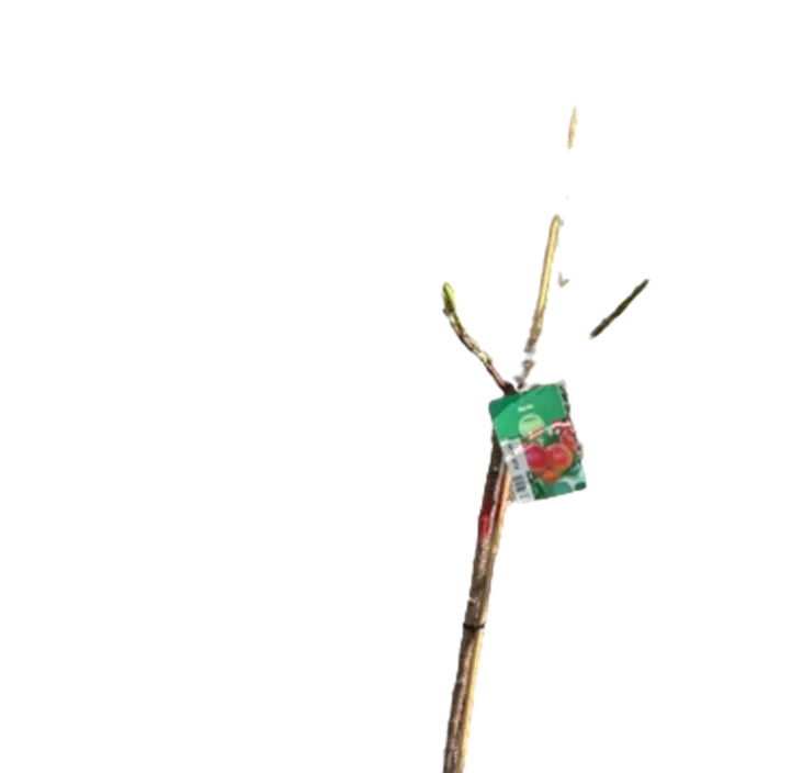 Aprikose 'Compacta'® Aprikose 'Compacta'®