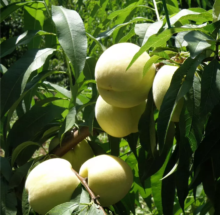 Nektarine 'Snow Queen'