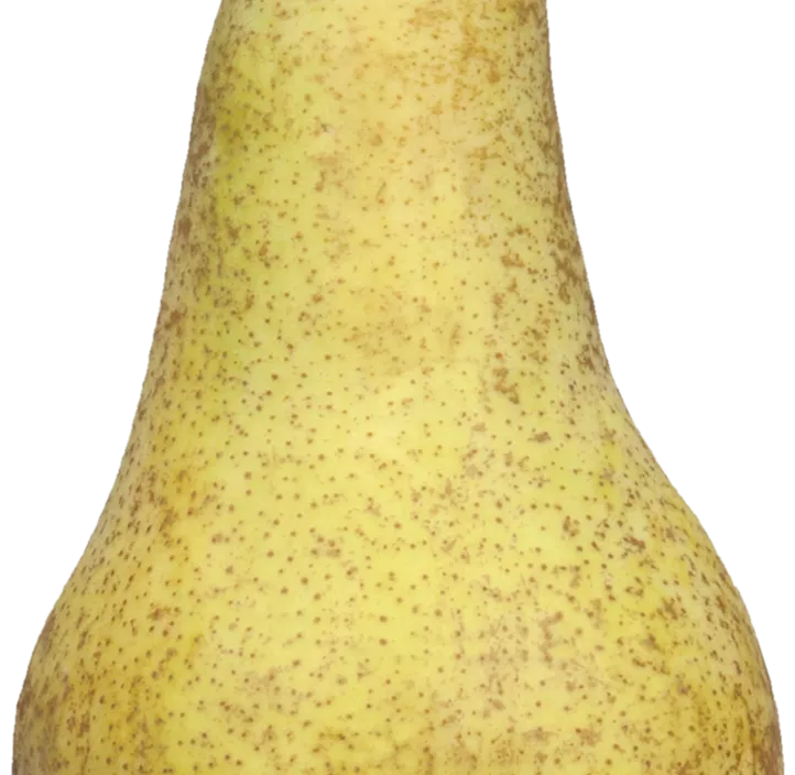 Sommerbirne 'Nagowitz' Sommerbirne 'Nagowitz'