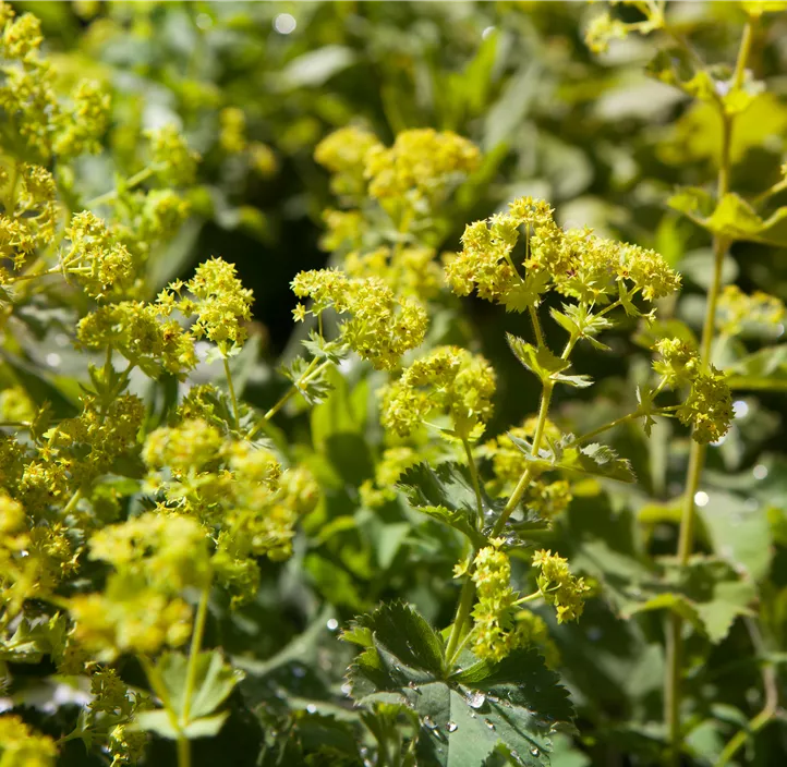 Gewöhnlicher Frauenmantel
