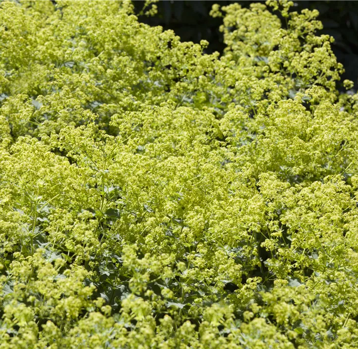 Gewöhnlicher Frauenmantel