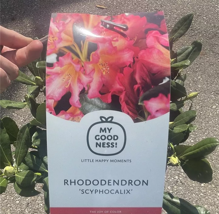 Rhododendron Rhododendron