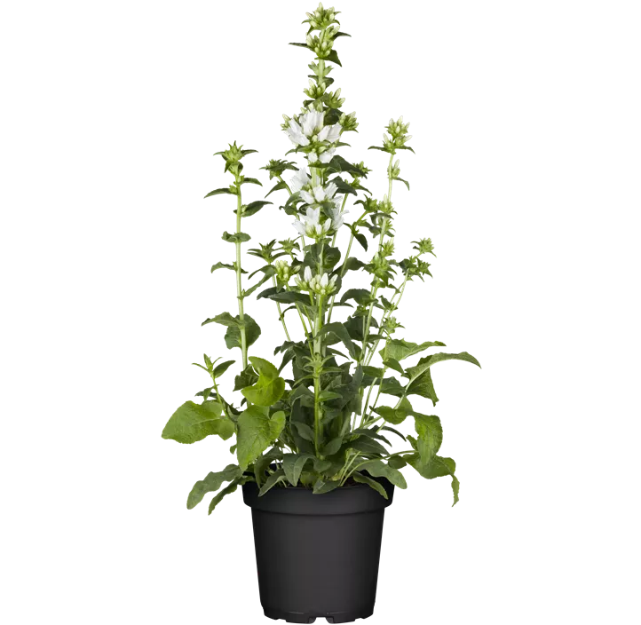 Knäuel-Glockenblume 'Alba'