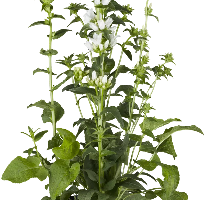 Knäuel-Glockenblume Knäuel-Glockenblume