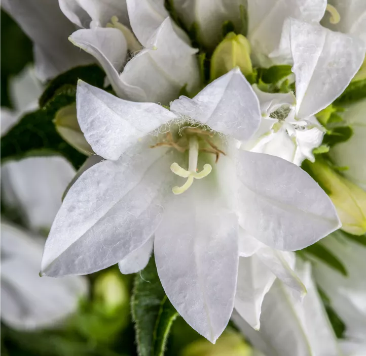 Knäuel-Glockenblume Knäuel-Glockenblume