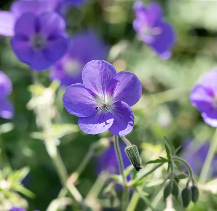 Wiesen-Storchschnabel