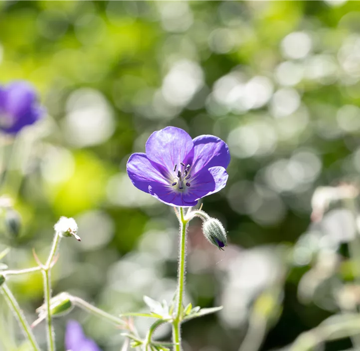 Wiesen-Storchschnabel