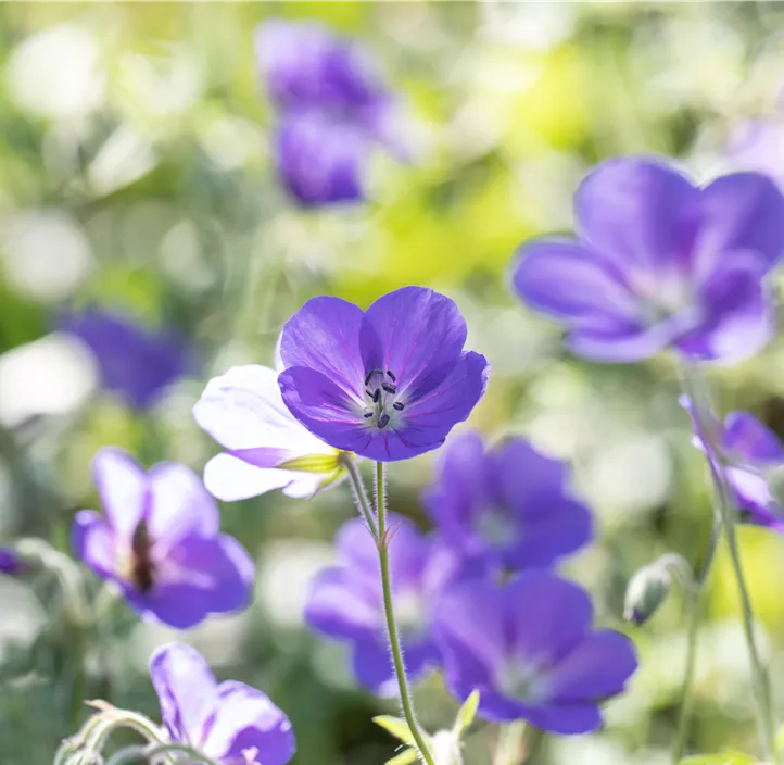 Wiesen-Storchschnabel