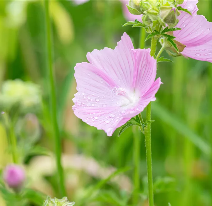 Rosenmalve 'Fastigiata'