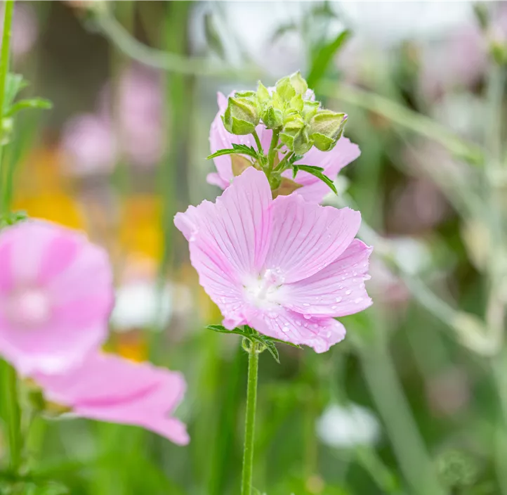 Rosenmalve 'Fastigiata'