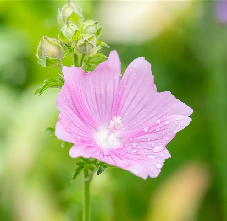 Rosenmalve 'Fastigiata'