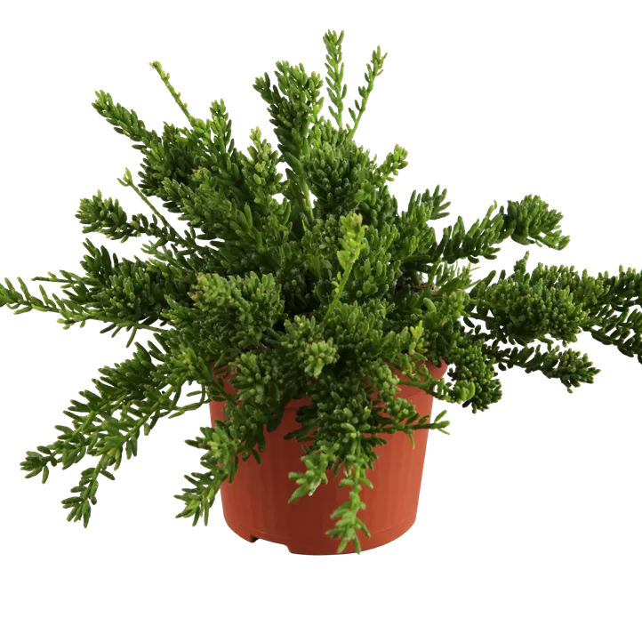 Binsenkaktus Binsenkaktus