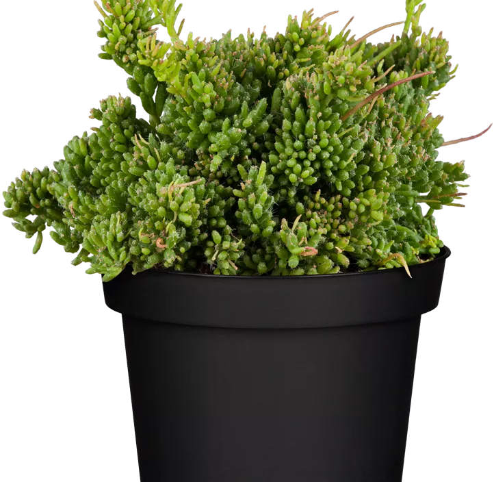 Binsenkaktus Binsenkaktus