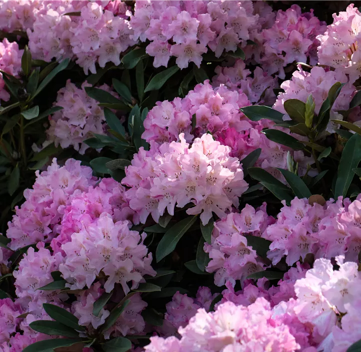Yaku-Rhododendron 'Caroline Allbrook' Yaku-Rhododendron 'Caroline Allbrook'