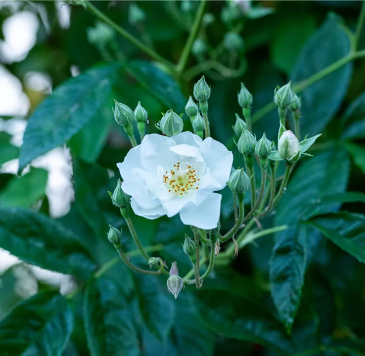 Kletterrose 'Rambler'