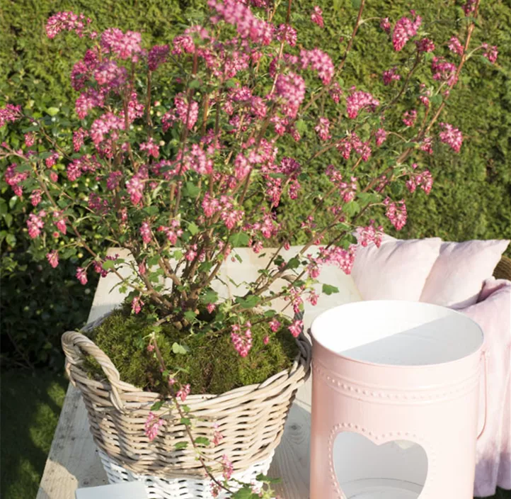 Zier-Johannisbeere 'Amore'® Zier-Johannisbeere 'Amore'®