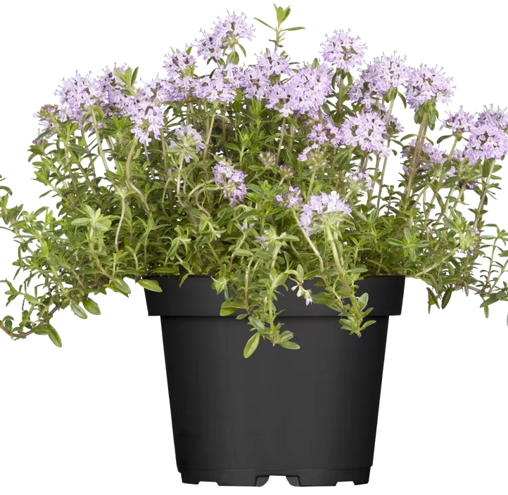 Mattenförmiger Garten-Rosmarin Mattenförmiger Garten-Rosmarin