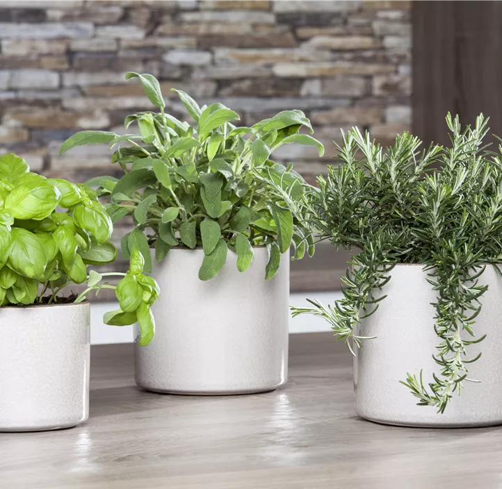 Mattenförmiger Garten-Rosmarin Mattenförmiger Garten-Rosmarin