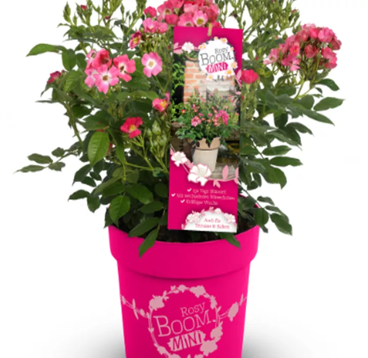 Mini-Gartenrose 'Rosy Boom'® Mini-Gartenrose 'Rosy Boom'®