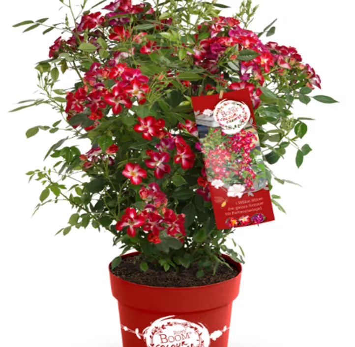 Mini-Gartenrose 'Rosy Boom'® Mini-Gartenrose 'Rosy Boom'®