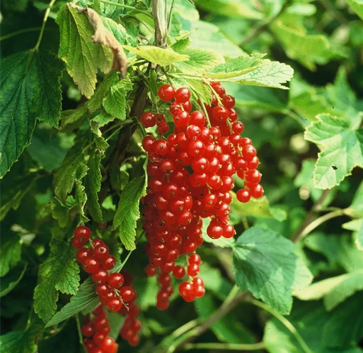 Johannisbeere 'Trio' Johannisbeere 'Trio'