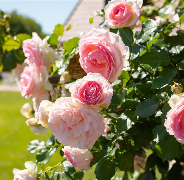 Kletterrose 'Jasmina'®