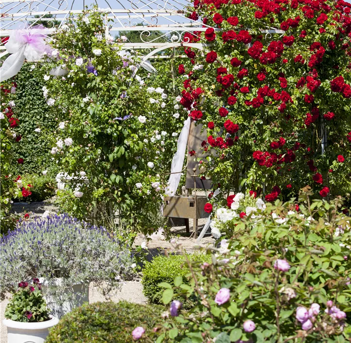 Minirose 'Kordana' Minirose 'Kordana'