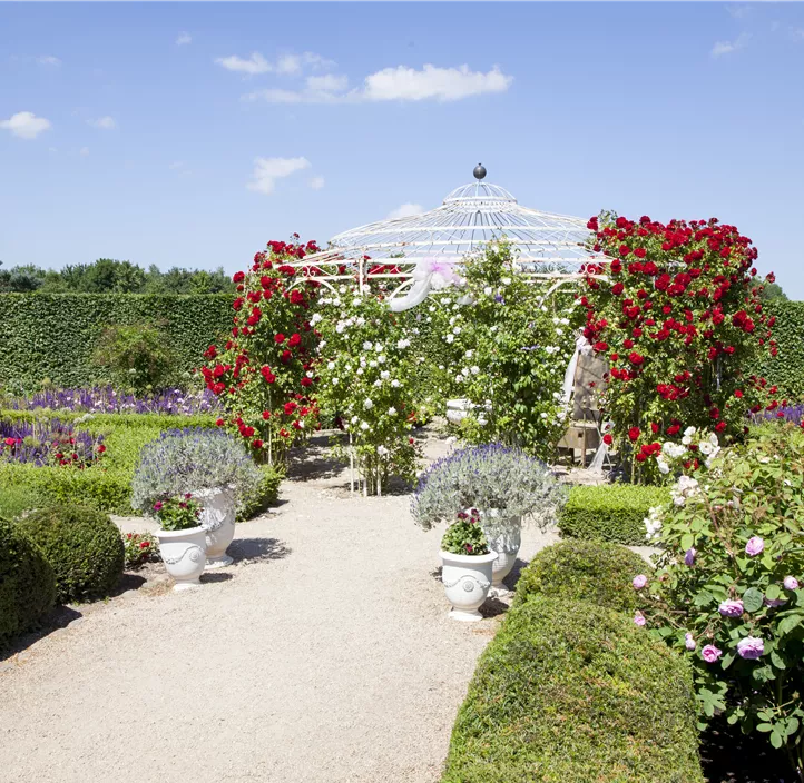 Minirose 'Kordana' Minirose 'Kordana'