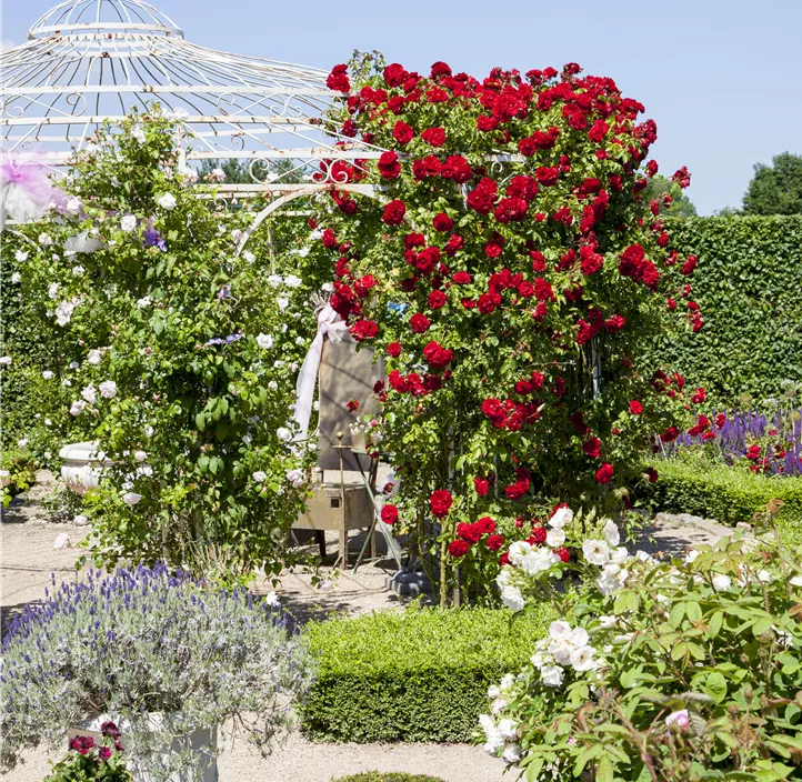 Minirose 'Kordana' Minirose 'Kordana'