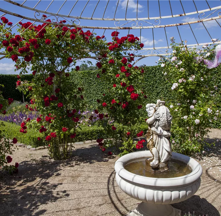 Minirose 'Kordana' Minirose 'Kordana'