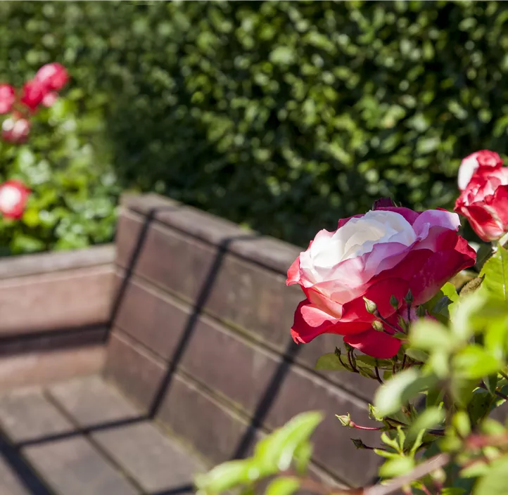 Minirose 'Kordana' Minirose 'Kordana'