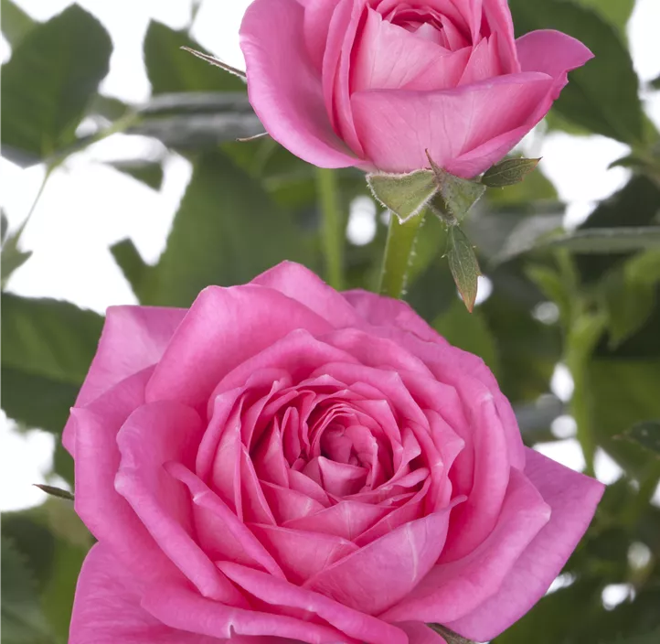 Minirose 'Kordana' Minirose 'Kordana'